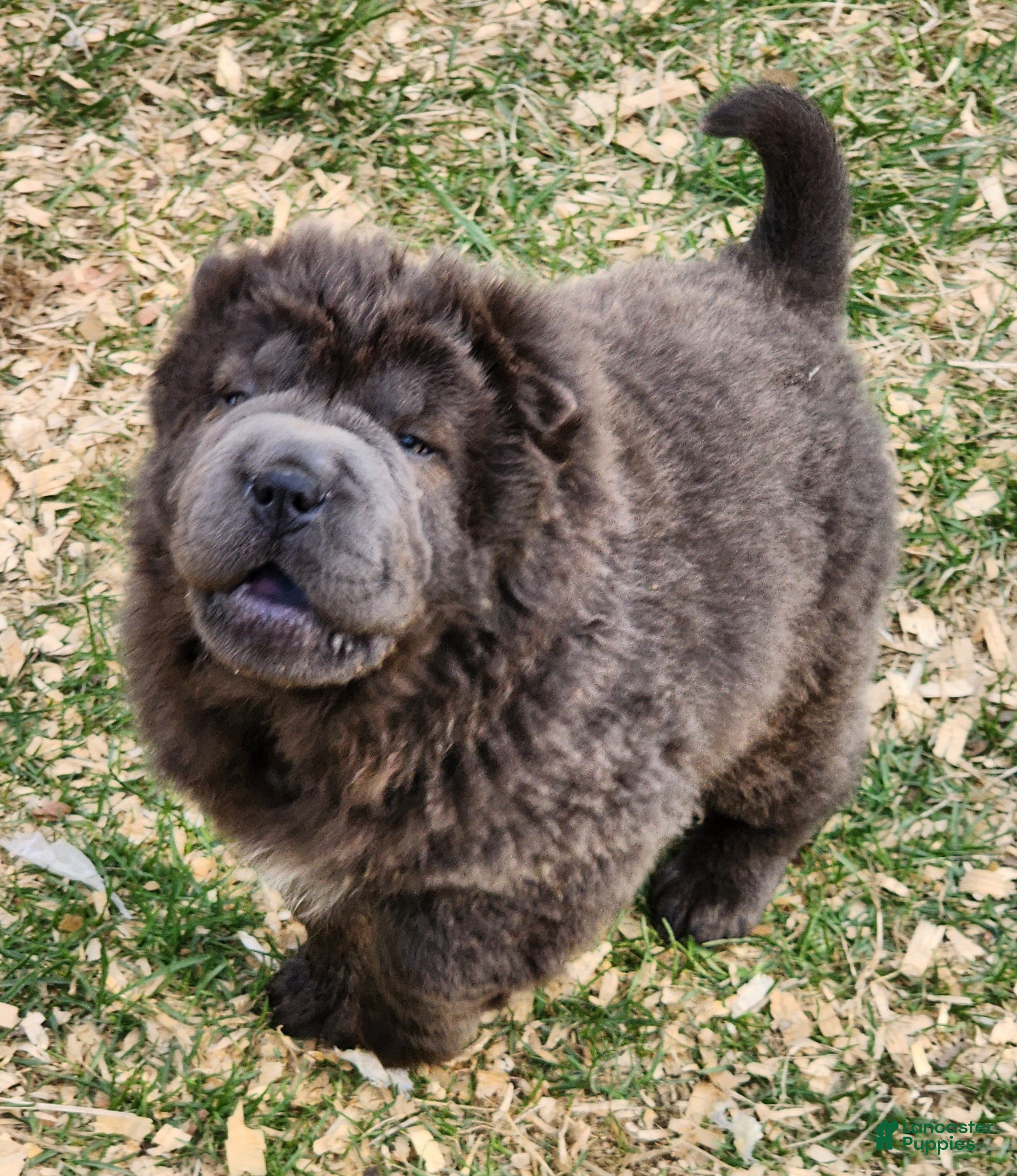 Shar Pei dogs Blue bear mini - Ad 2