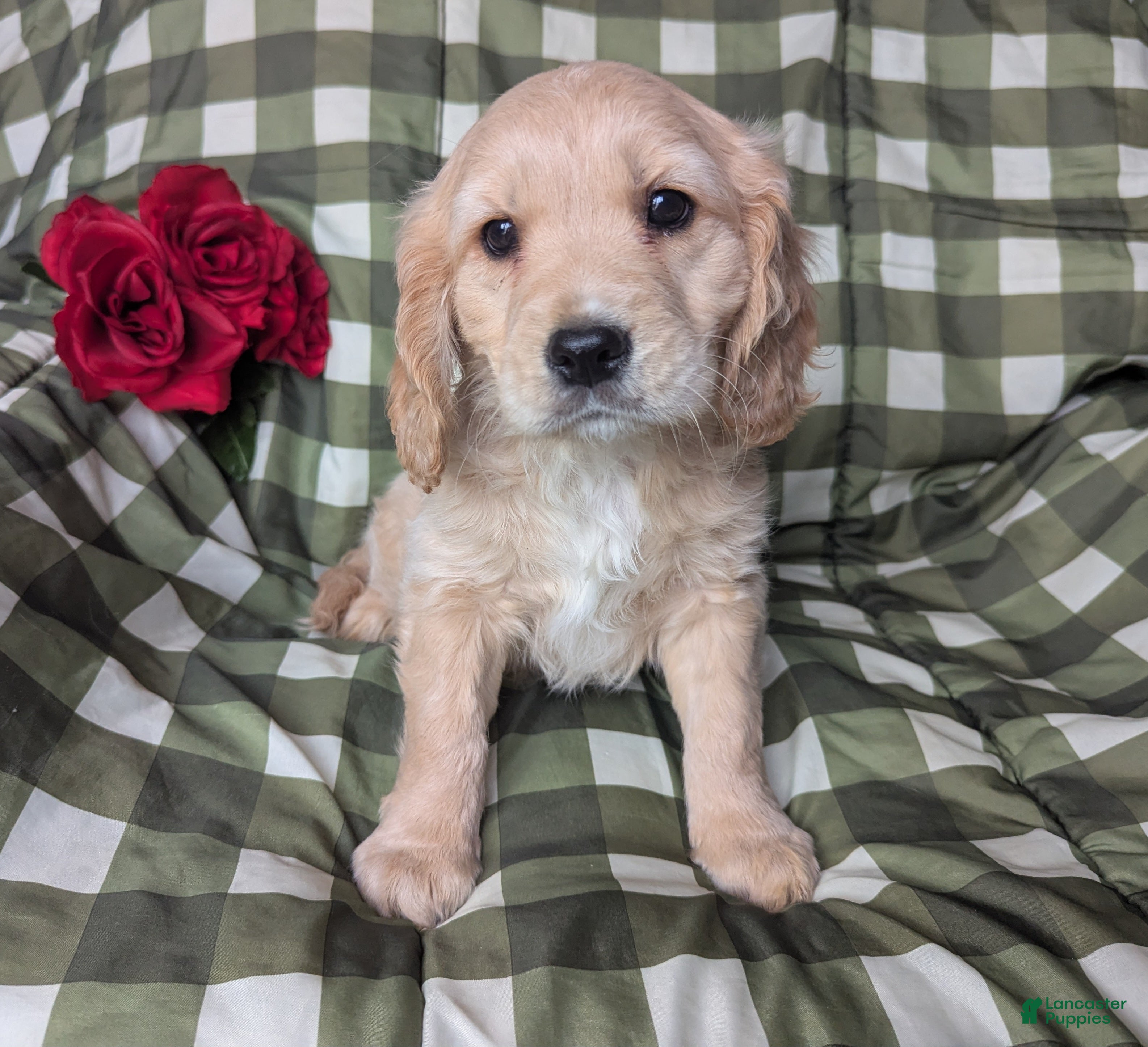 Mixed Breed dogs Jett - Ad 1