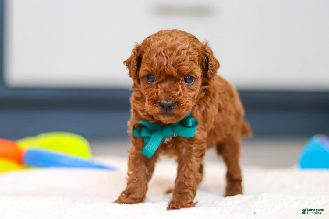 Toy Poodle dogs for sale: Turner - Ad 5