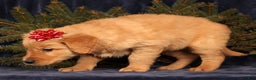 Golden Retriever dogs for sale: Dusty - Ad 6