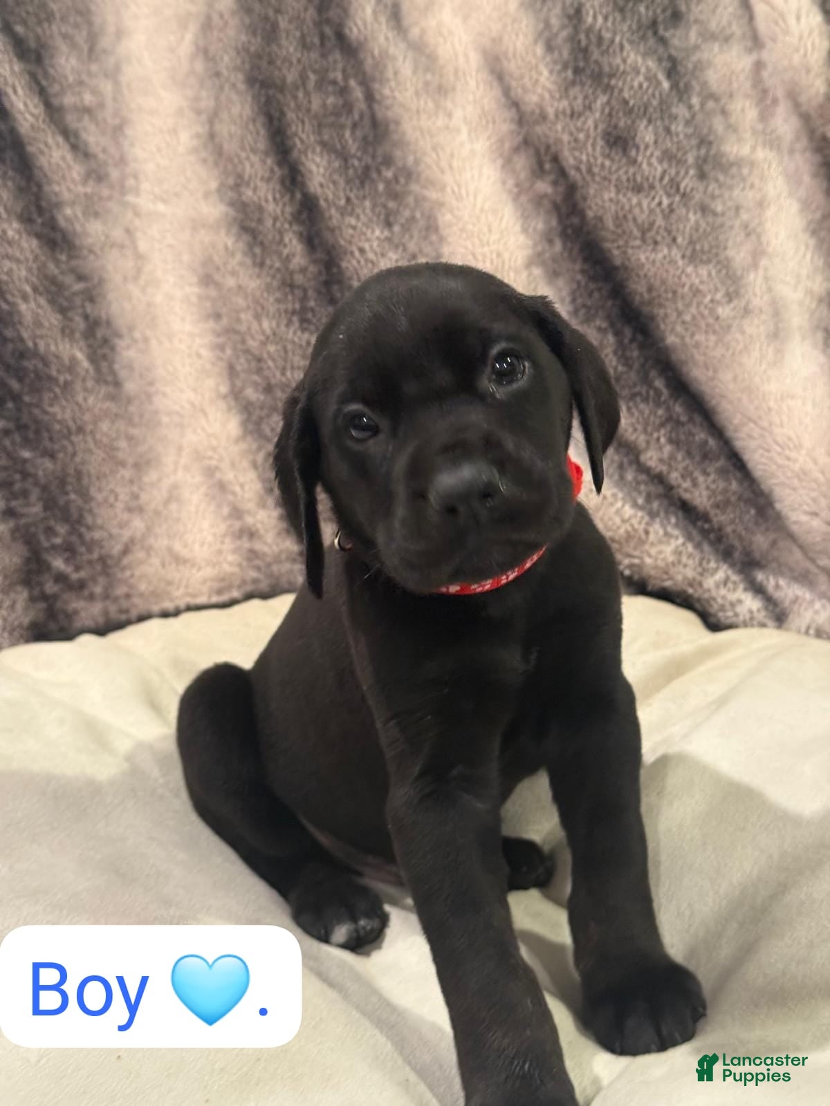 Mixed Breed dogs Red - Ad 38