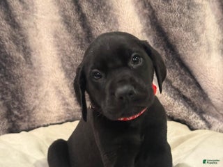 Mixed Breed dogs Red - Ad 38