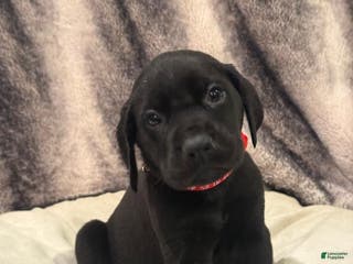 Mixed Breed dogs Red - Ad 28