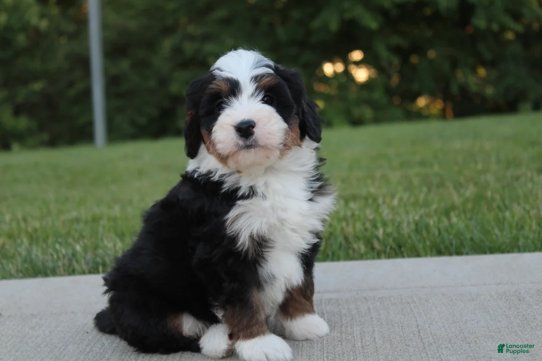 Mini Bernedoodle dogs for sale: Maggie - Ad 1