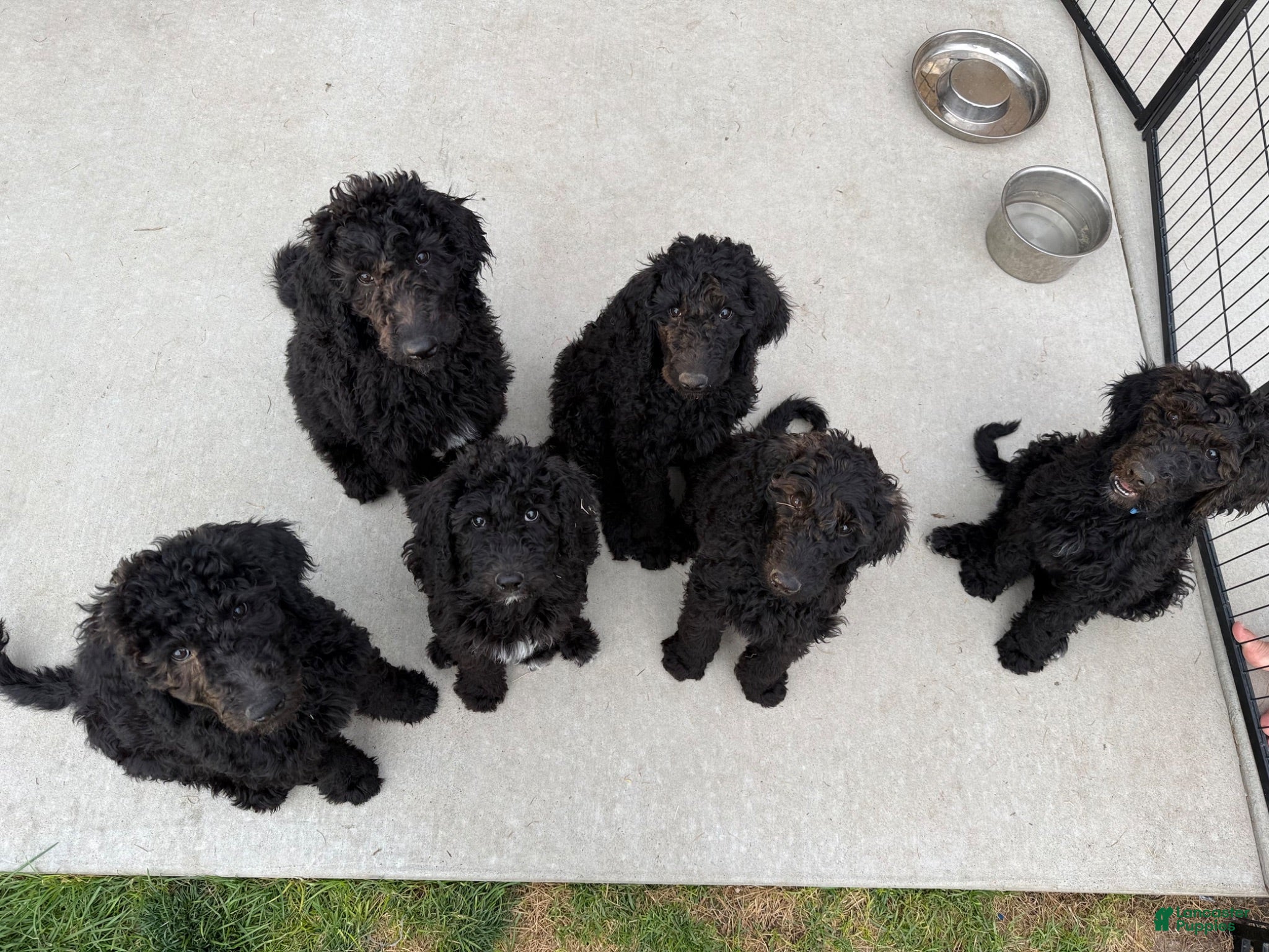 Standard Poodle dogs Benny - Ad 37