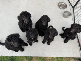 Standard Poodle dogs Benny - Ad 37