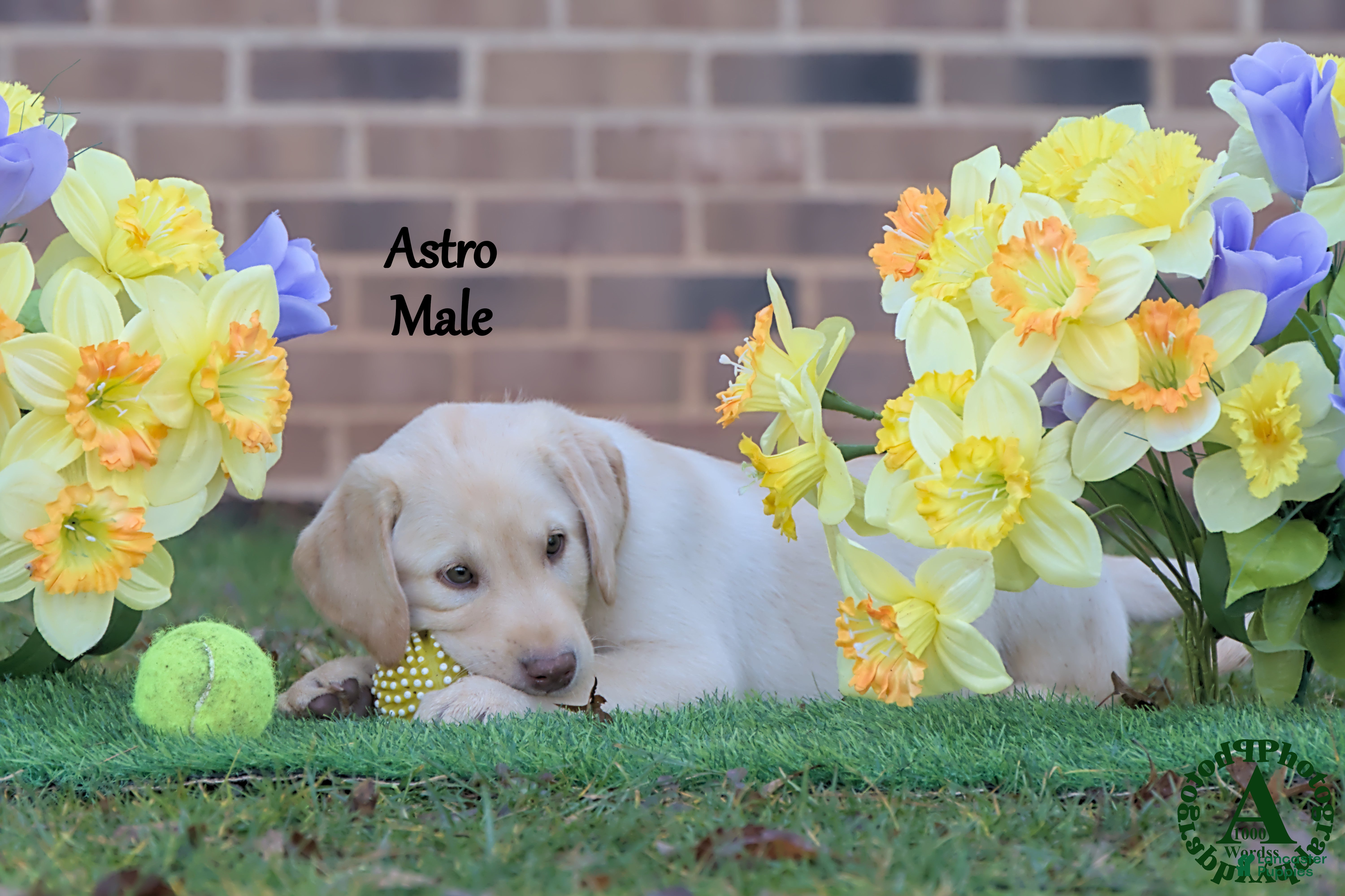 Labrador Retriever dogs Astro - Ad 1
