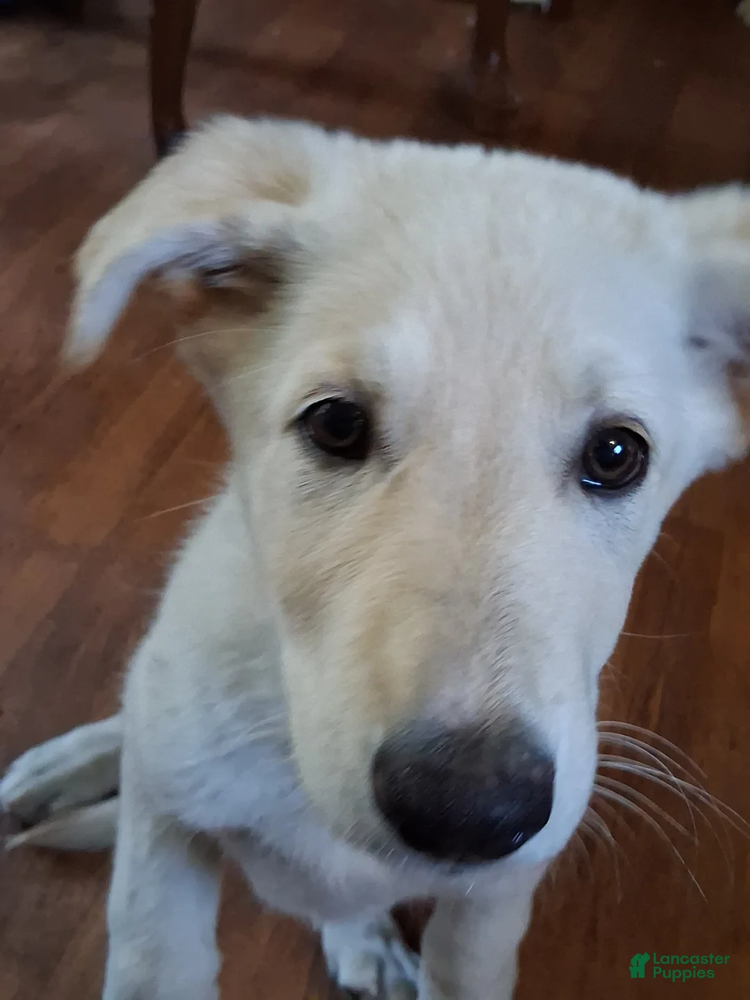 German Shepherd dogs for sale: Cookie - Ad 2