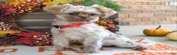Shih Tzu dogs for sale: Riley - Ad 4