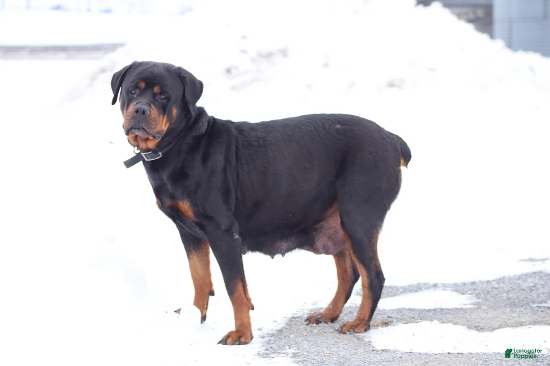 Rottweiler dogs for sale: France  - Ad 6