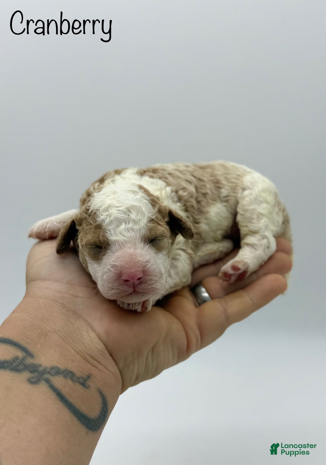 Miniature Poodle dogs for sale: Cranberry - Ad 2