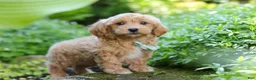 Maltipoo dogs for sale: Christopher - Ad 8