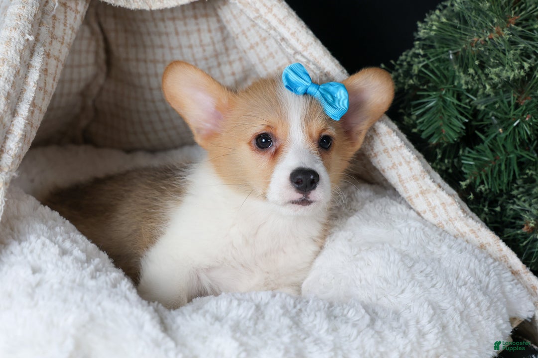 Welsh Corgi Pembroke dogs for sale: Ike - Ad 11