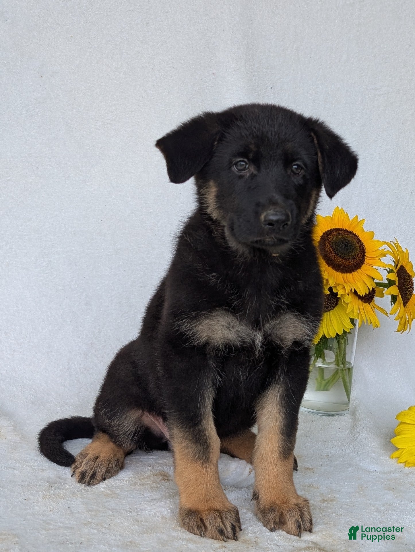 German Shepherd dogs Dani - Ad 1