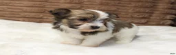 Havanese dogs for sale: Copper - Ad 2