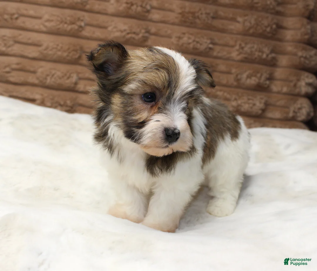 Havanese dogs for sale: Copper - Ad 2