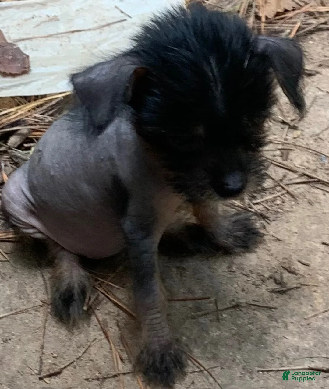 Chinese Crested dogs for sale: Chinese Crested 2 - Ad 9