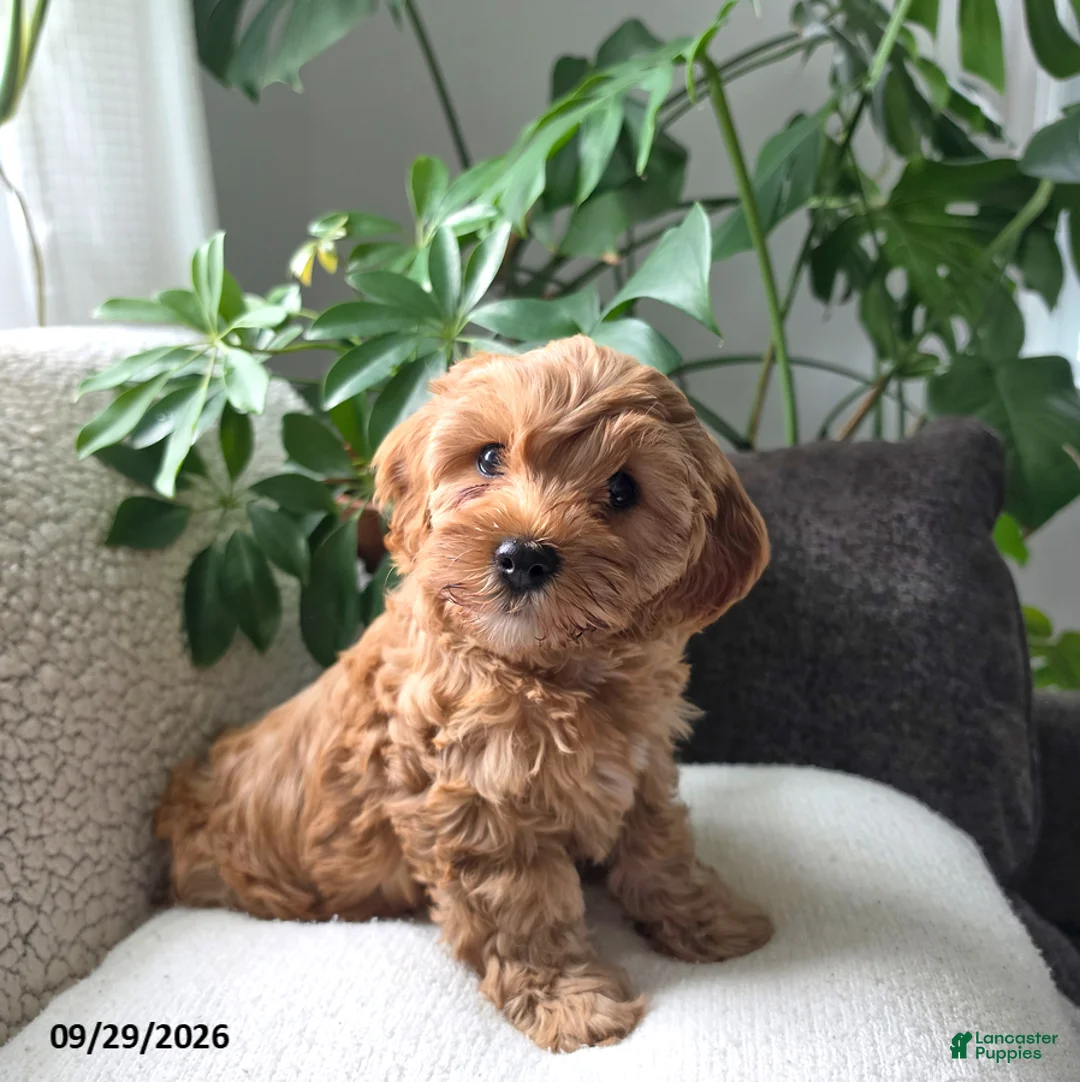 Cavapoo dogs for sale: Pippi - Ad 1