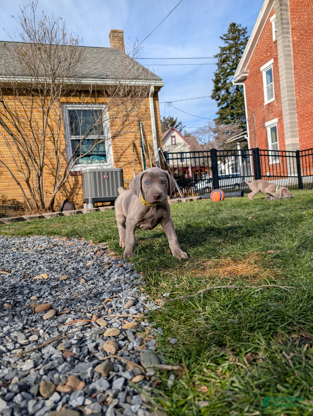 Weimaraner dogs for sale: Hornet - Ad 5