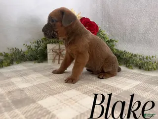 Cane Corso dogs Blake - Ad 38