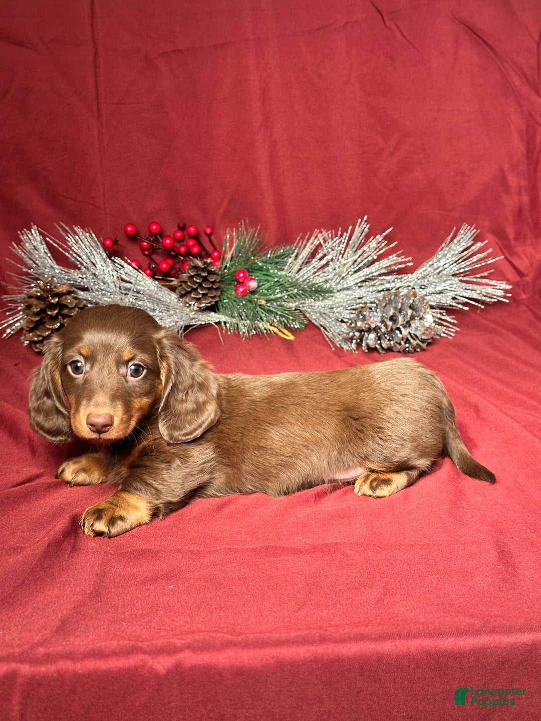 Miniature Dachshund dogs for sale: Scottie  - Ad 4