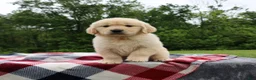 Golden Retriever dogs for sale: Theo - Ad 2