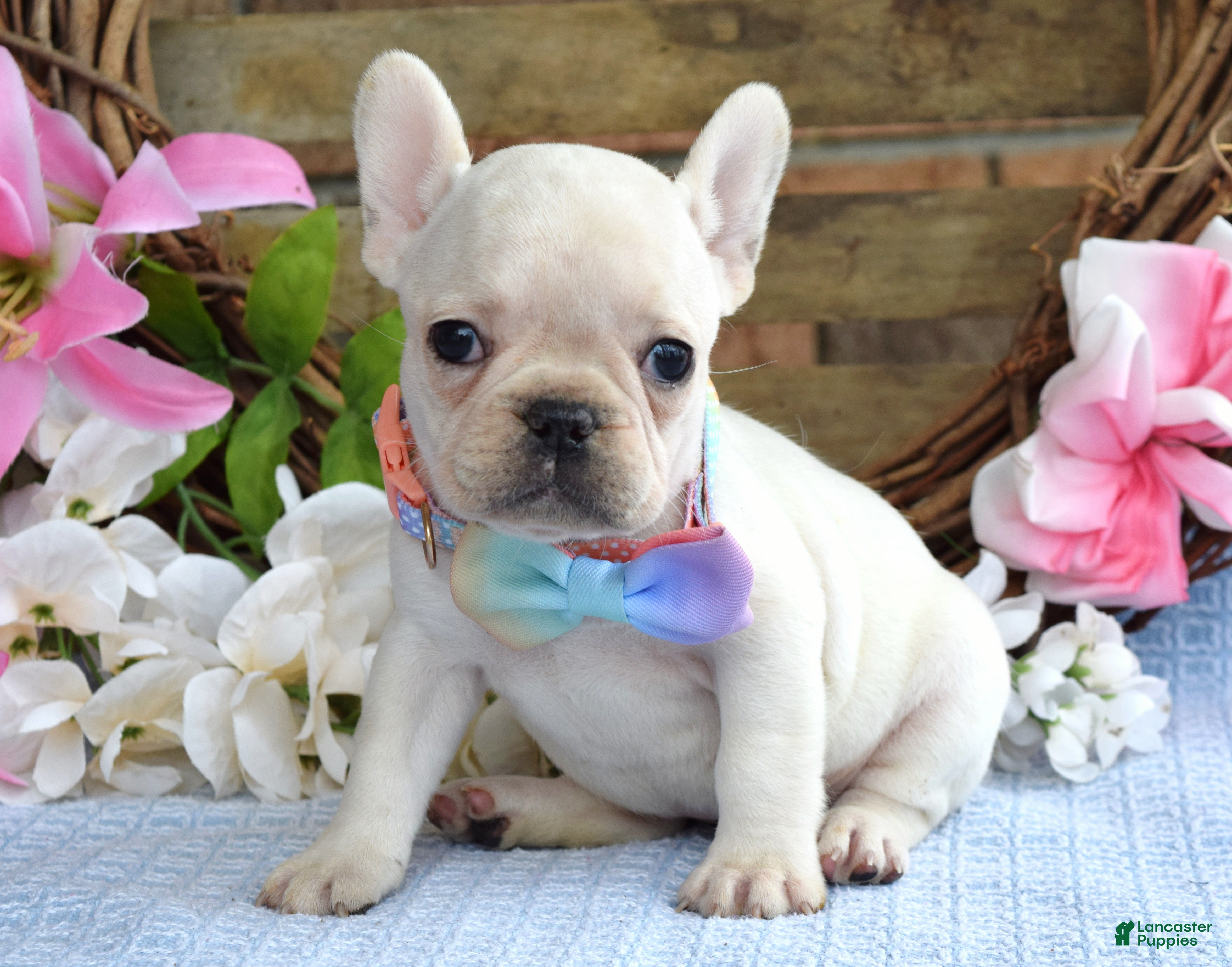 French Bulldog dogs Felicity - Ad 2