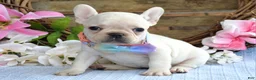 French Bulldog dogs for sale: Felicity - Ad 2