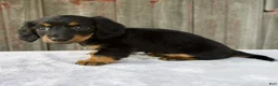Miniature Dachshund dogs for sale: Mira - Ad 7