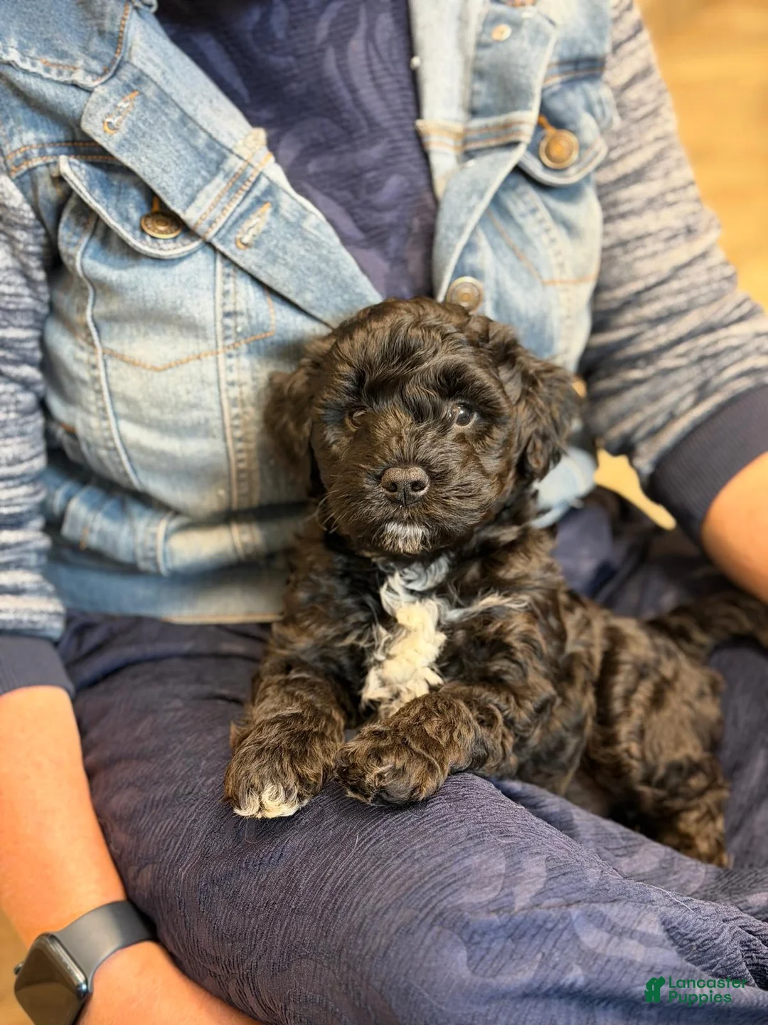 Mini Goldendoodle dogs for sale: Jackson - Ad 2
