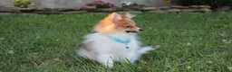 Pomeranian dogs for sale: Theo - Ad 2