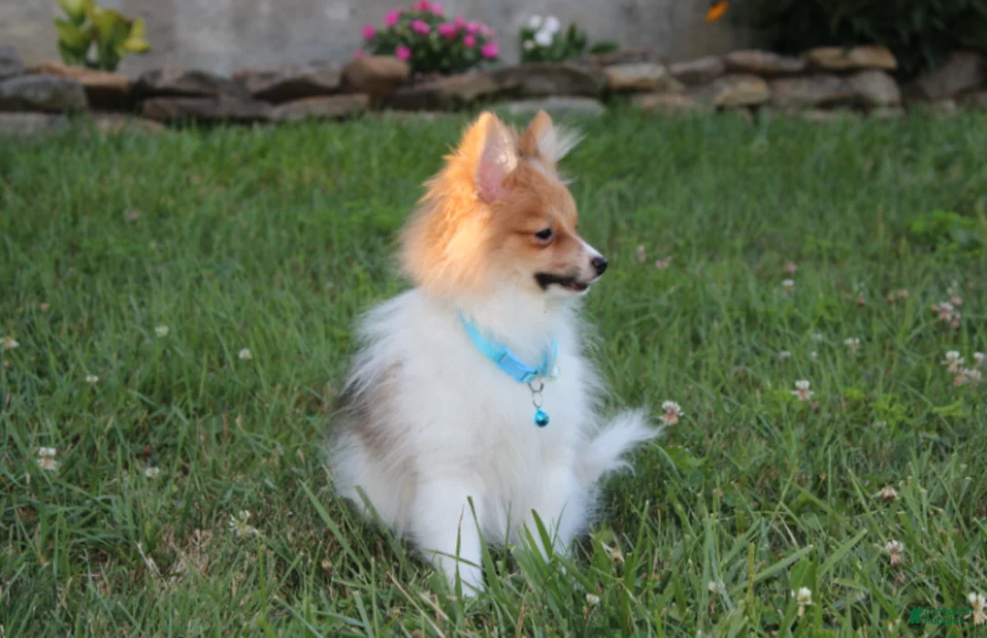 Pomeranian dogs for sale: Theo - Ad 2