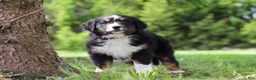 Bernese Mountain Dog dogs for sale: Spencer - Ad 6