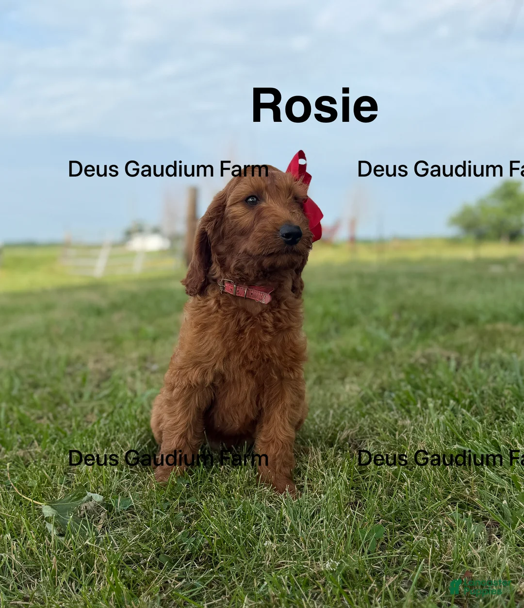 Irish Doodle dogs for sale: Rosie - Ad 2
