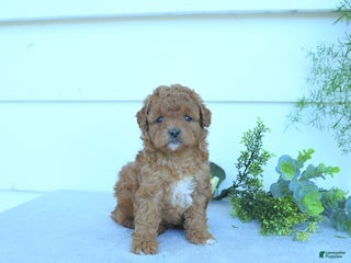 Shihpoo dogs - Ad 26