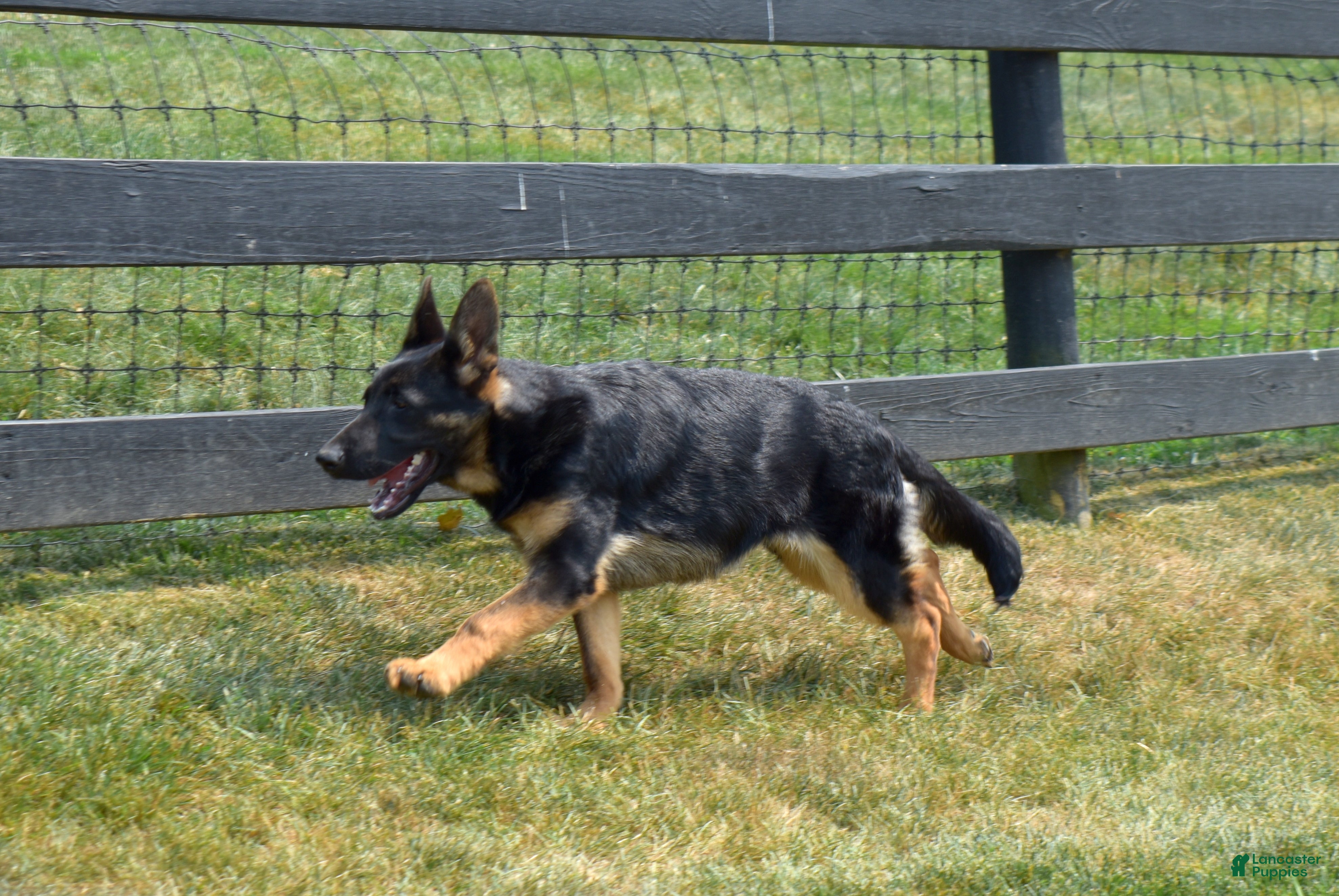 German Shepherd dogs Diamond - Ad 2