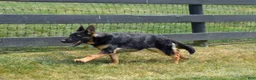 German Shepherd dogs for sale: Diamond - Ad 2