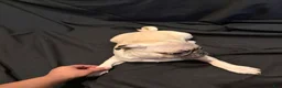 Pug dogs for sale: Jacinto - Ad 6