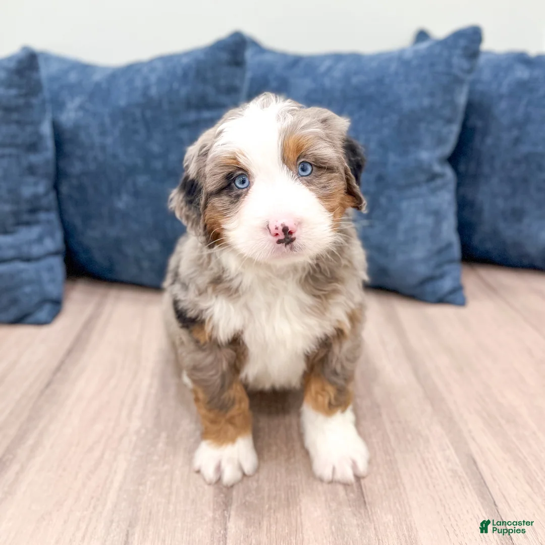 Mini Bernedoodle dogs for sale: Gunner - Ad 7