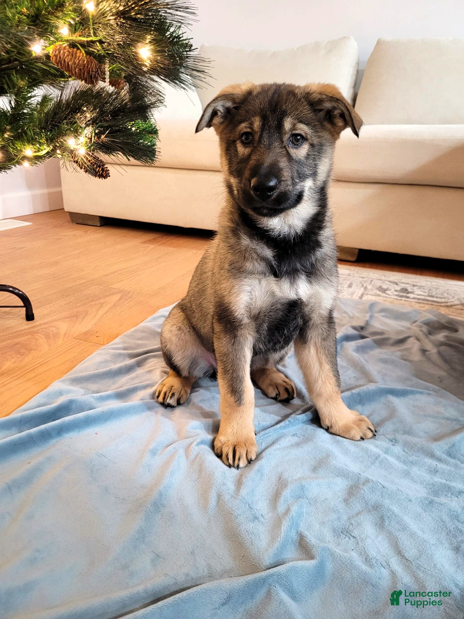 Mixed Breed dogs Ottie - Ad 17