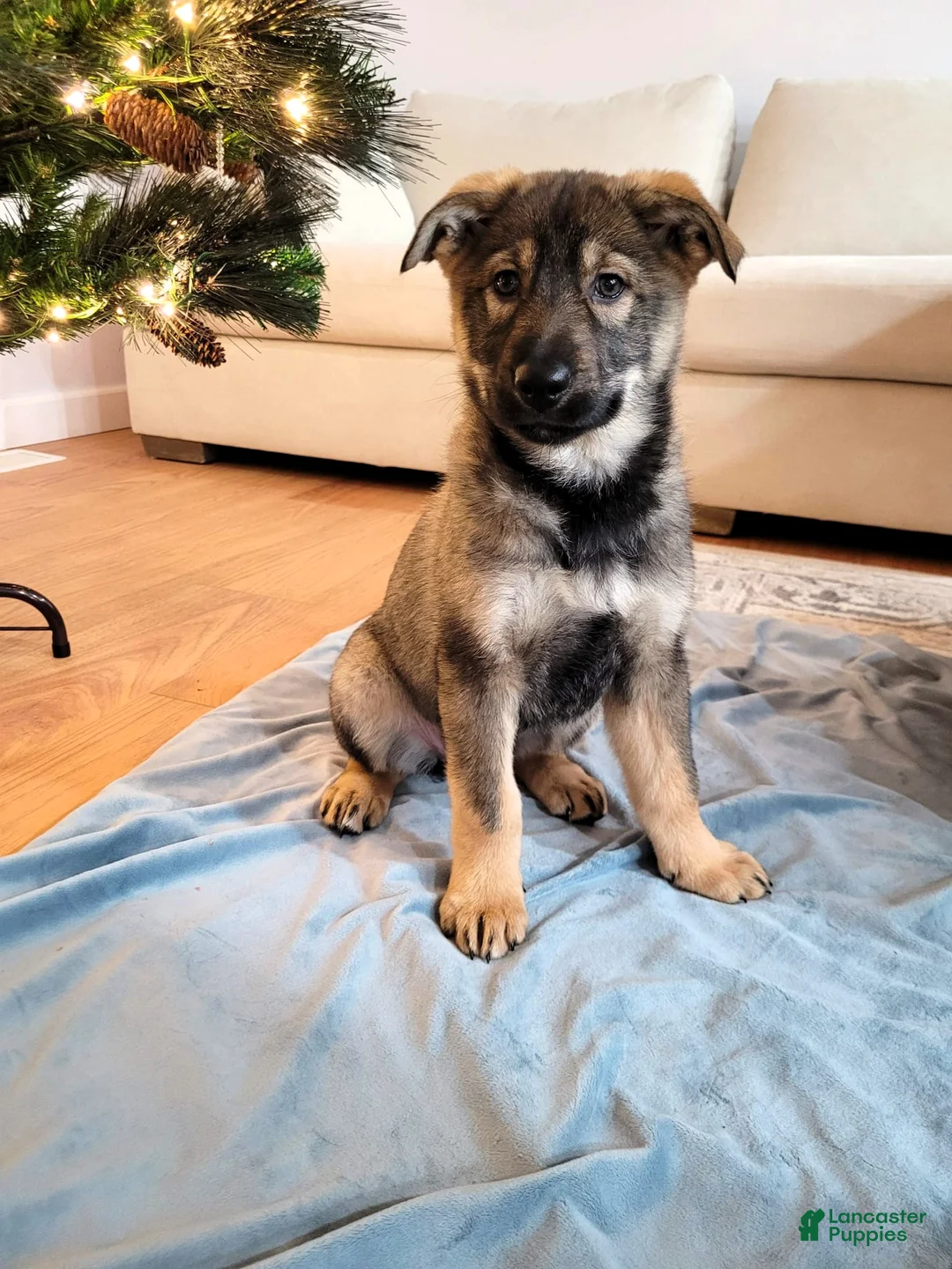 Mixed Breed dogs for sale: Ottie - Ad 1