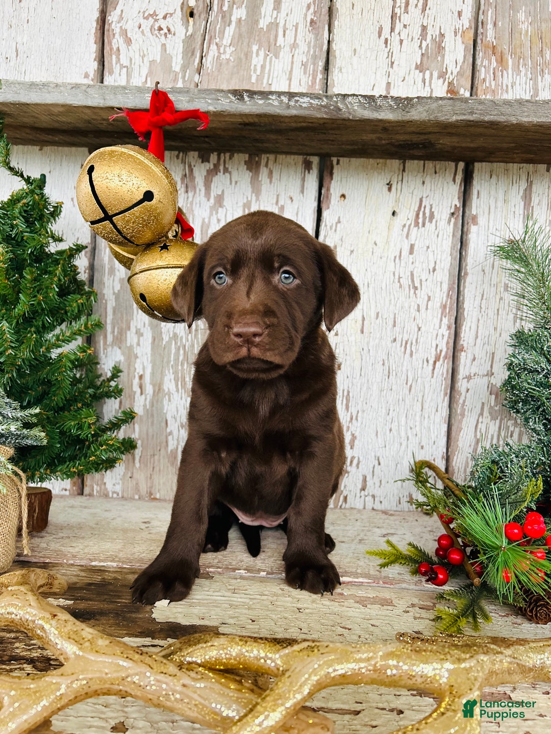 Labrador Retriever dogs for sale: Twinkle  - Ad 3