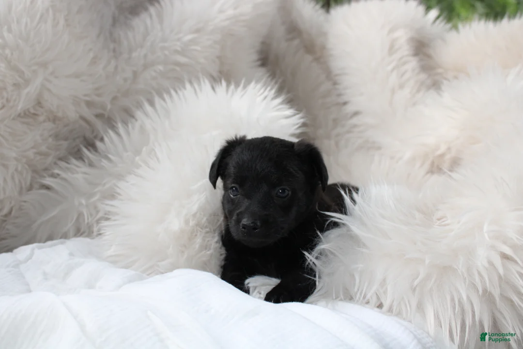 Mixed Breed dogs for sale: Riley - Ad 1