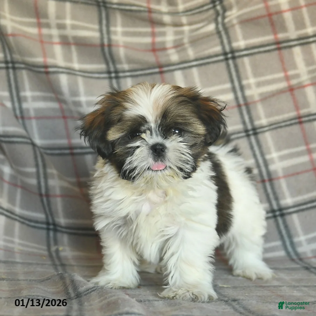 Shih Tzu dogs for sale: Molasses - Ad 2