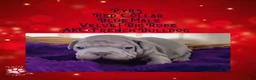 French Bulldog dogs for sale: Pyrs “Red”Collar, Male - Ad 19