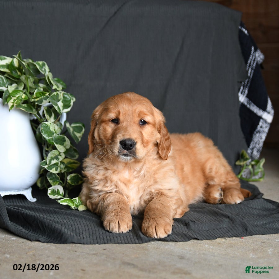 Golden Retriever dogs Ebony - Ad 2