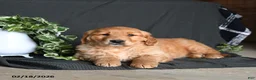 Golden Retriever dogs for sale: Ebony - Ad 2