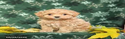 Maltipoo dogs for sale: Skittles - Ad 3