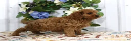Cavapoo dogs for sale: Archie - Ad 5
