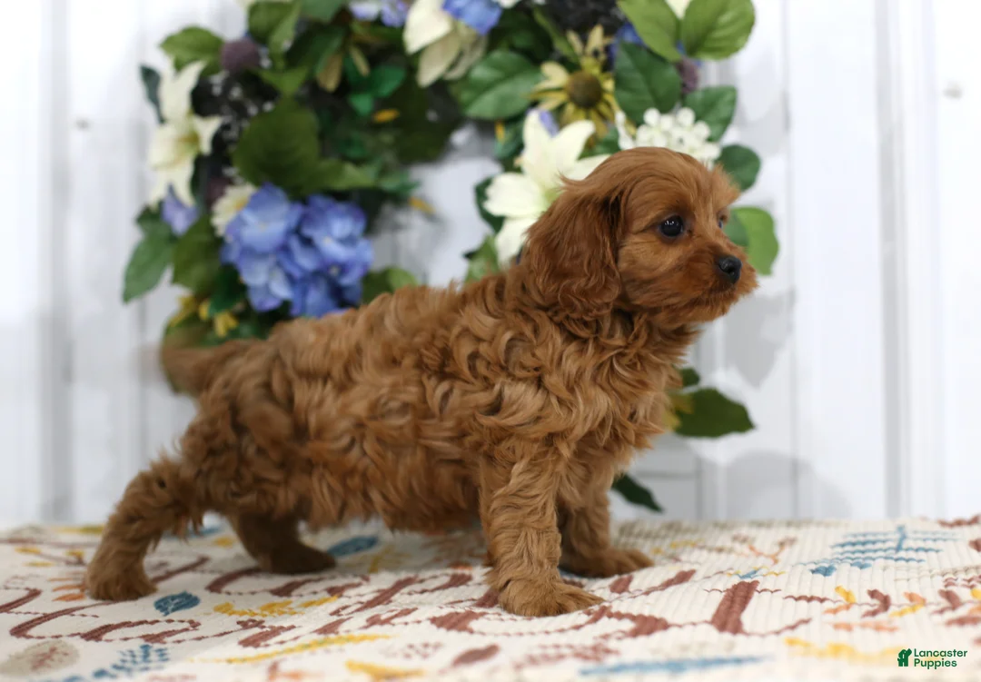 Cavapoo dogs for sale: Archie - Ad 5